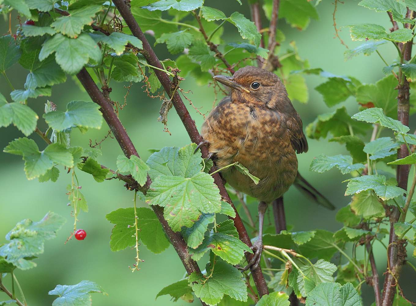 Restbeere mit Charly Amsel seine Frau ihr Kind...