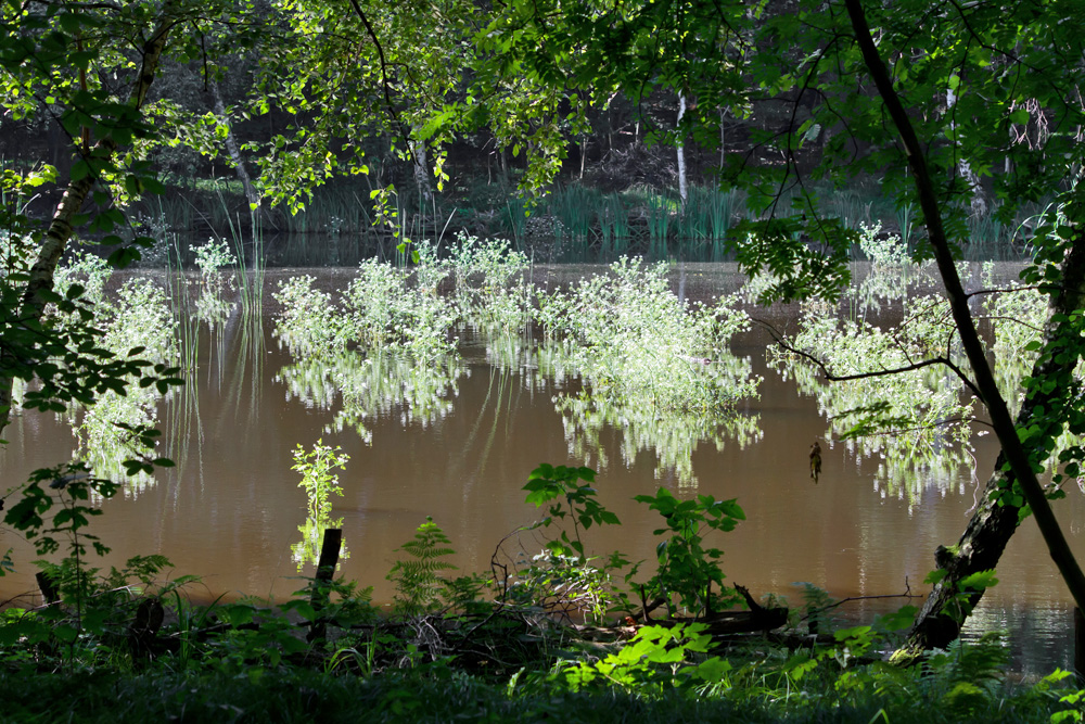 Blühender Waldteich