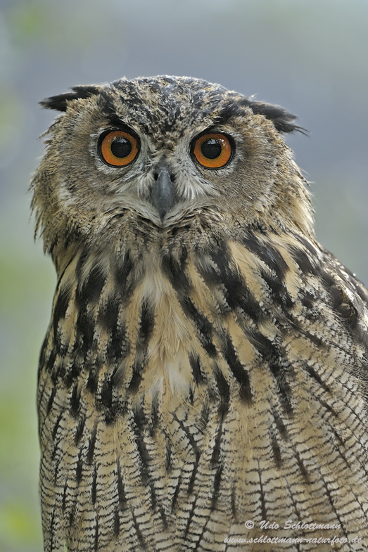 Junguhu (wildlife, ND)