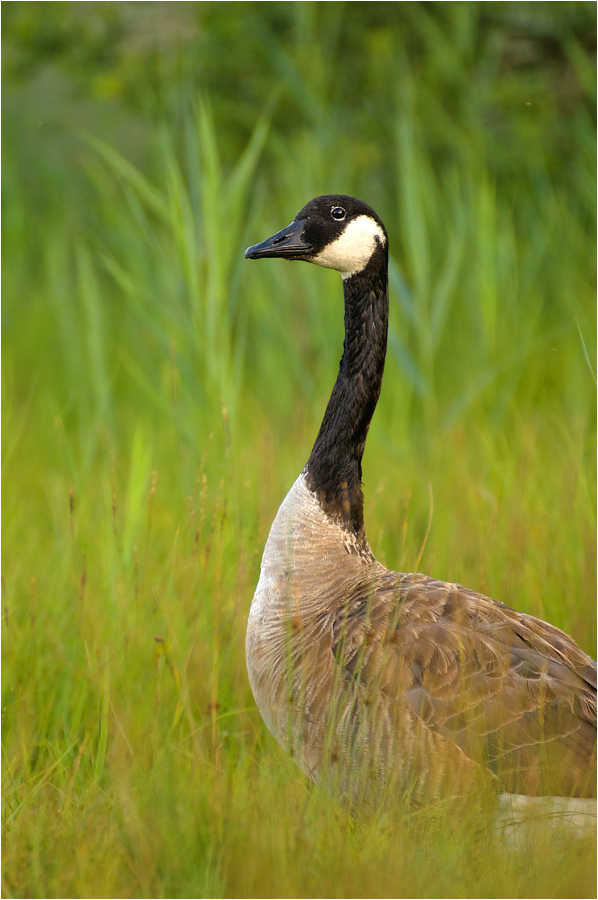 Branta canadensis