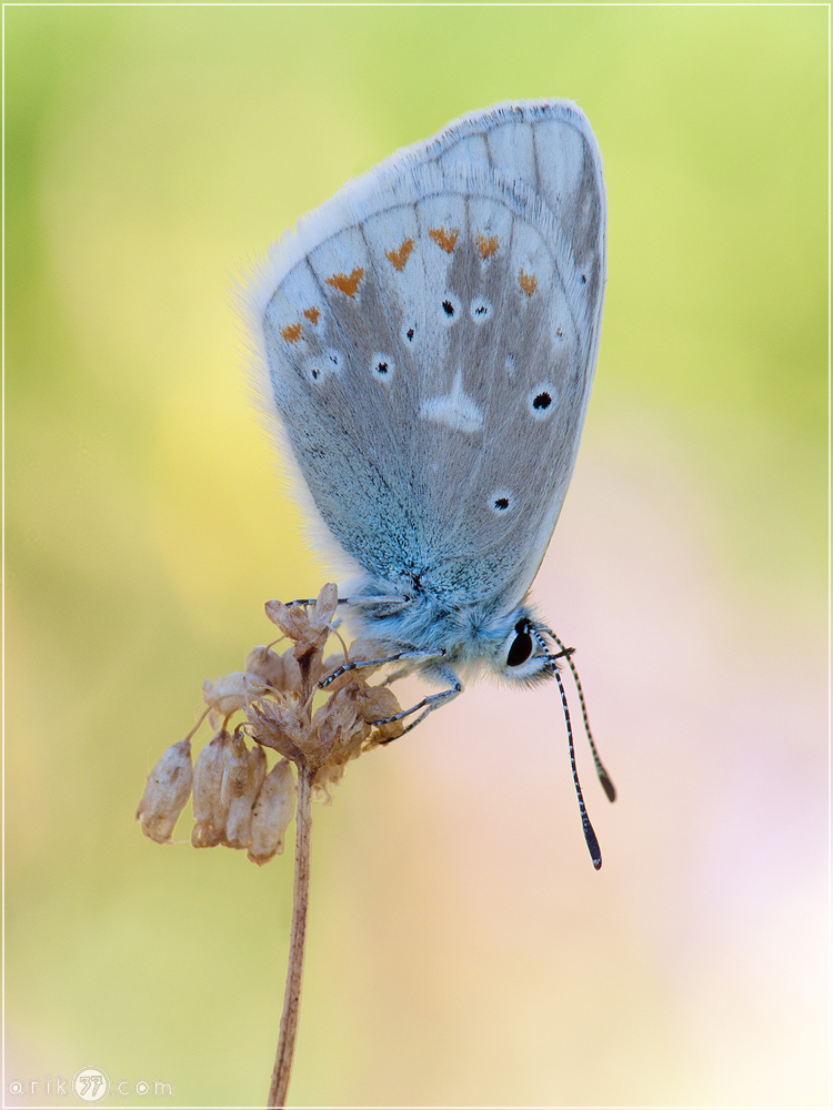 Wundklee-Bläuling - Polyommatus dorylas