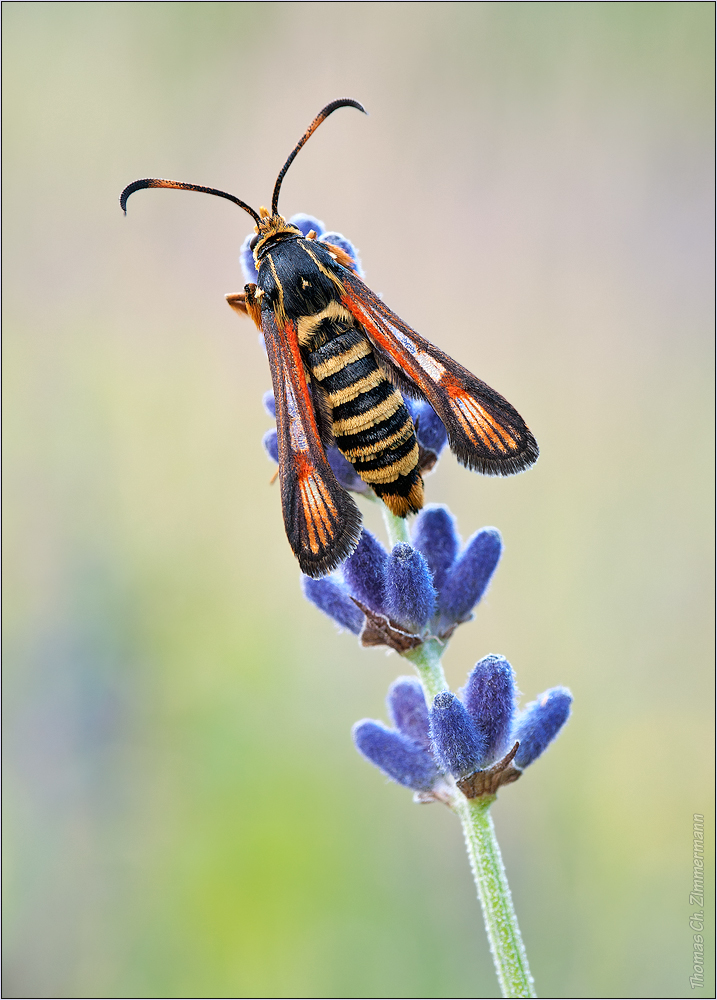 Bembecia Ichneumoniformis