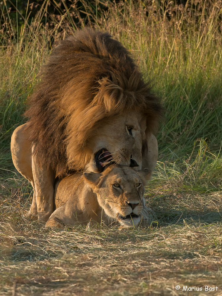 Löwenpaarung