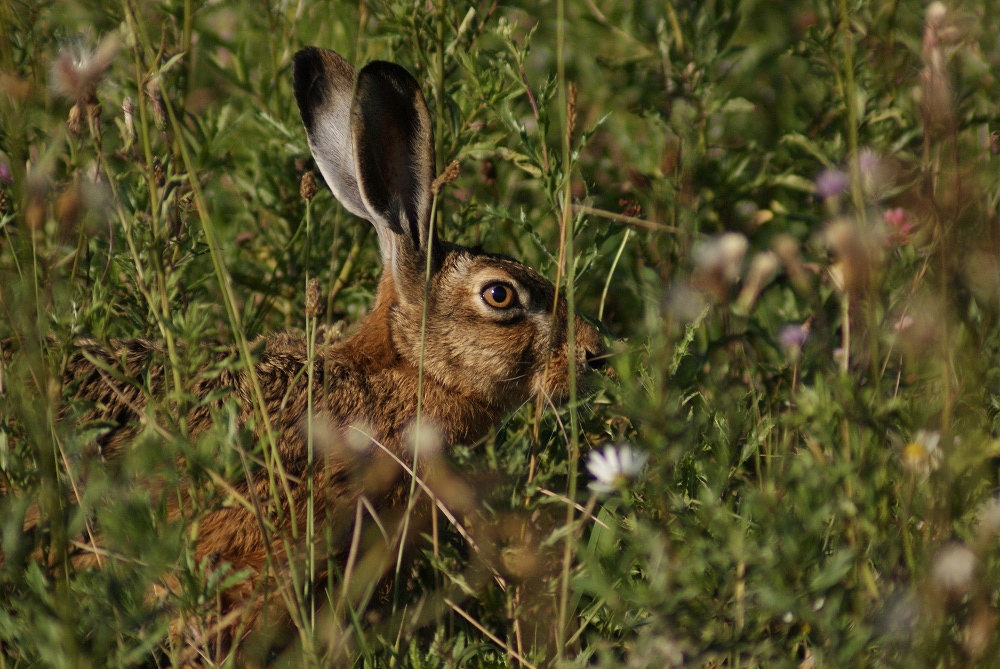 Hasenportrait