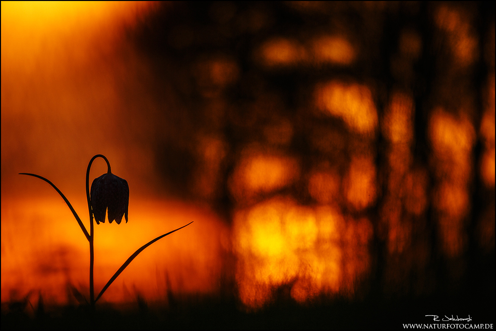 Im Abendlicht