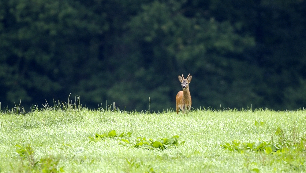 Auf der grünen Wiese