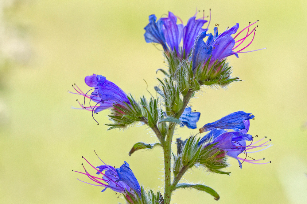 Gewöhnlicher Natternkopf (Echium vulgare)