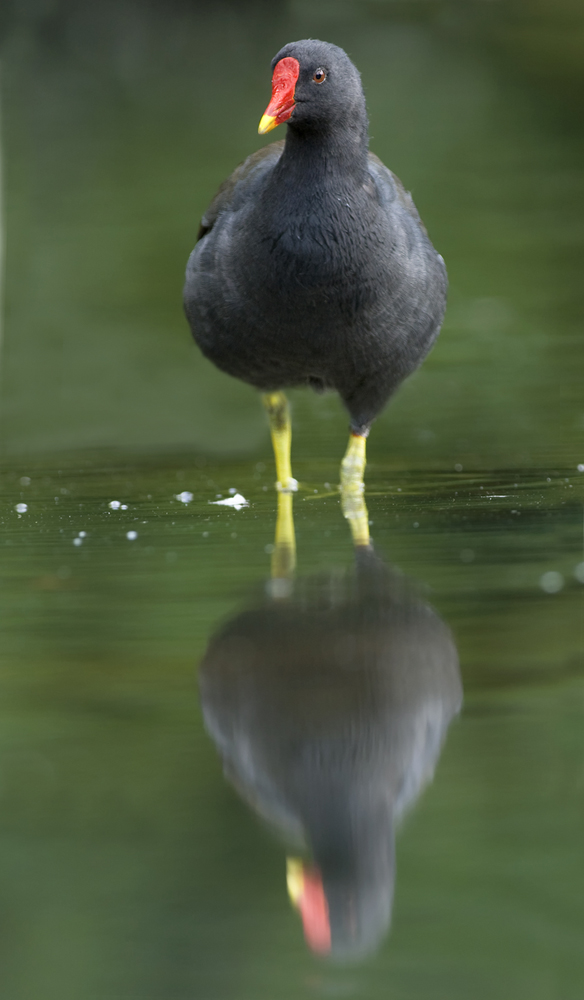 Teichhuhn mit Spiegelung