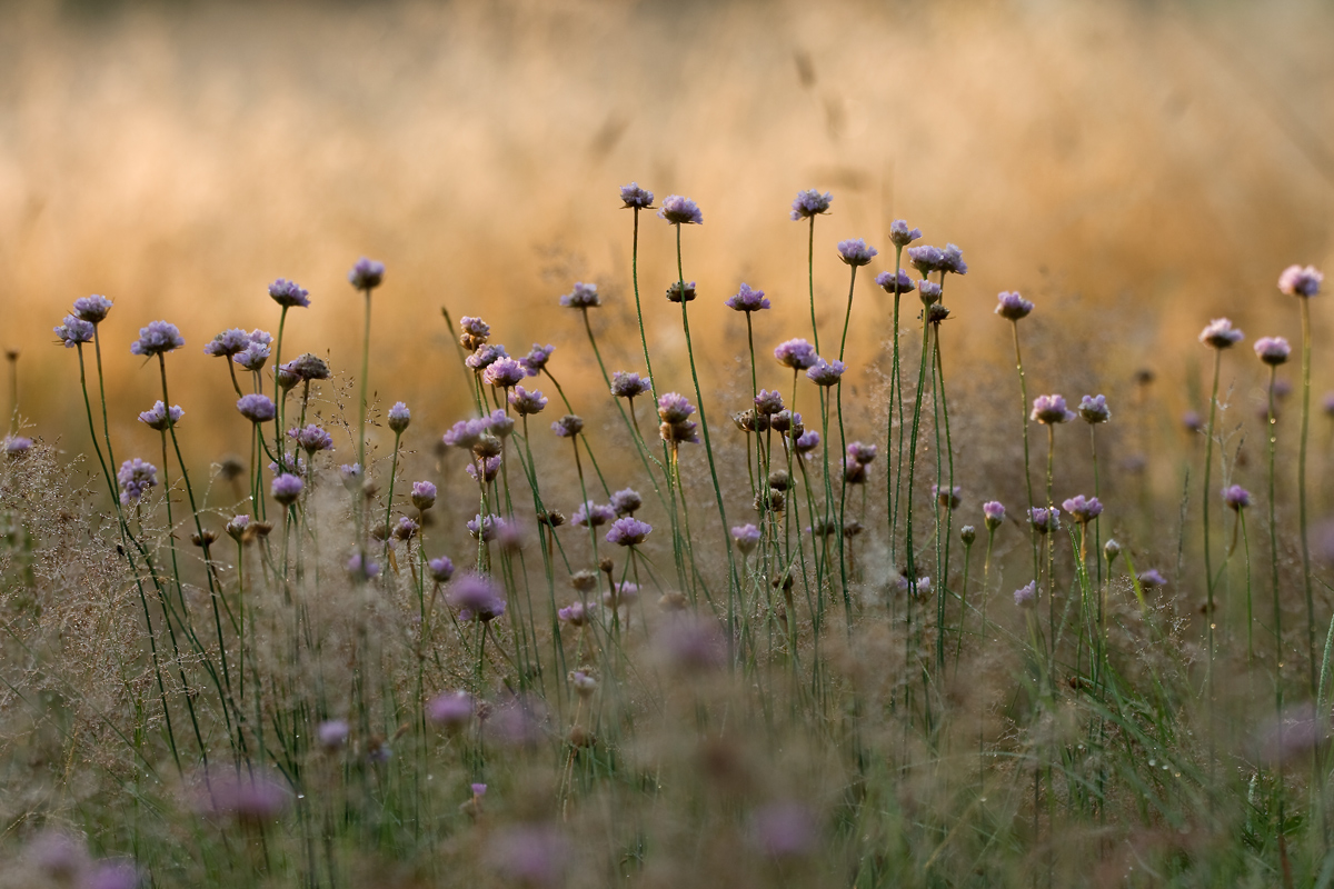 Wiesenimpression