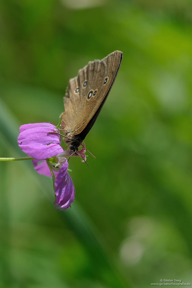 Der Schornsteinfeger (Aphantopus hyperantus)...