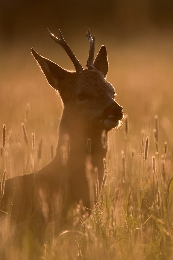 Der kuhle Bock