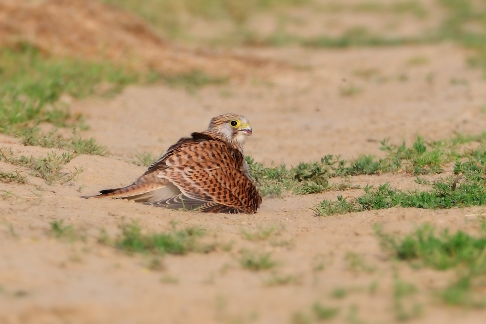 Turmfalke im Staubbad