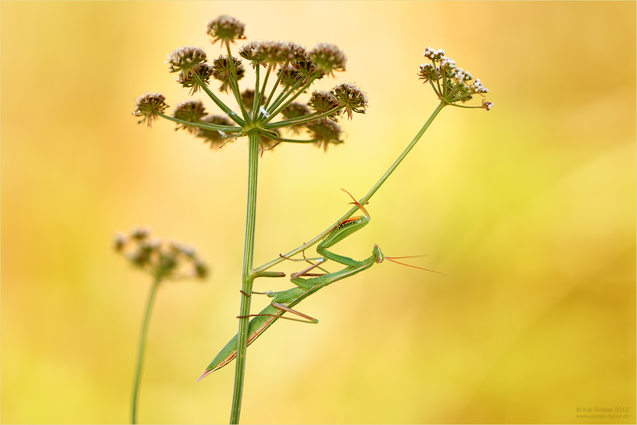 Mantis religiosa