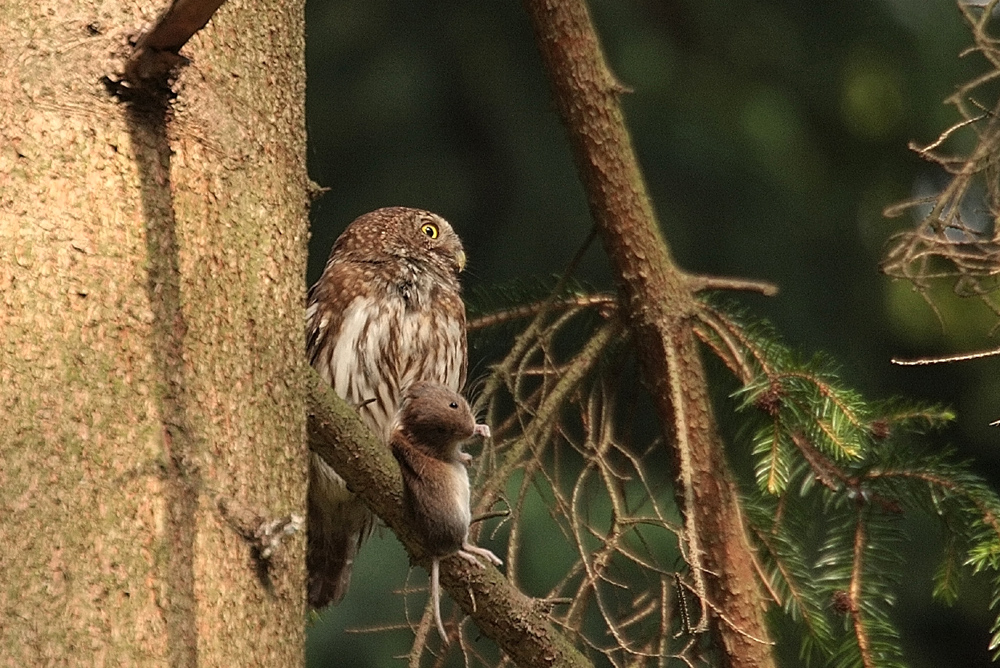 Sperlingskauz (Glaucidium passerinum)