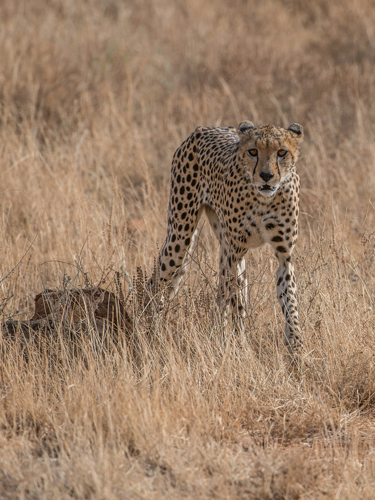 Gepard (Acinonyx jubatus)