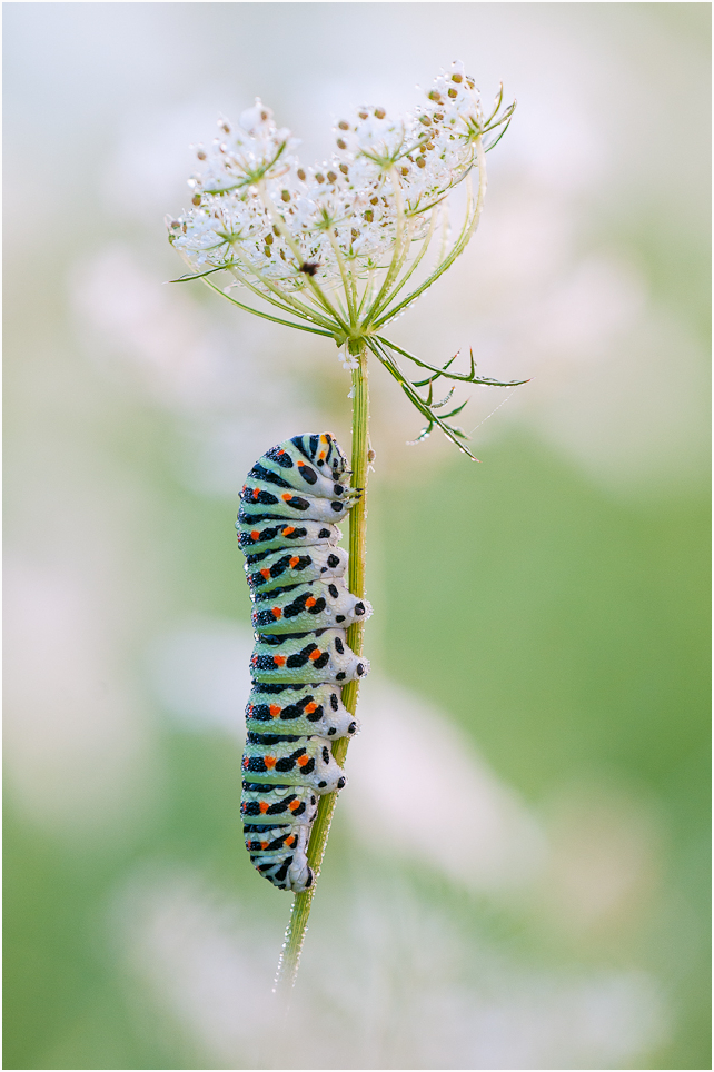 Papilio machaon