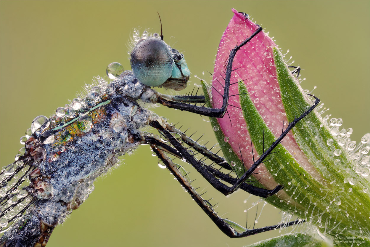 Lestes Sponsa (Forum für Naturfotografen)