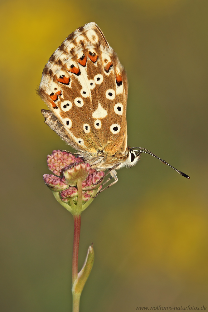 Silbergrüner Bläuling (Polyommatus coridon)