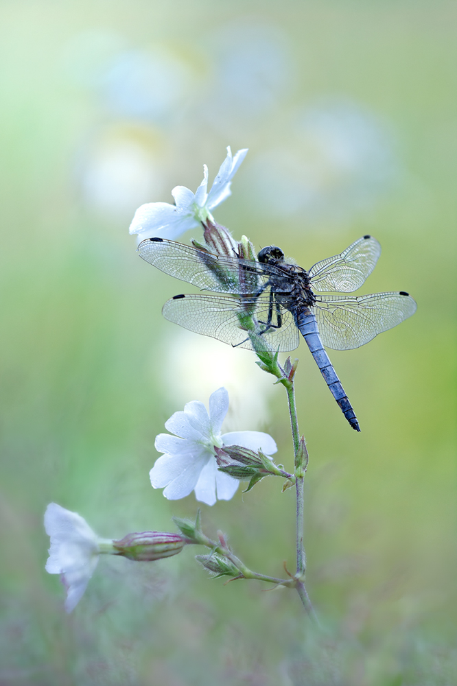 Der Große Blaupfeil (Orthetrum cancellatum