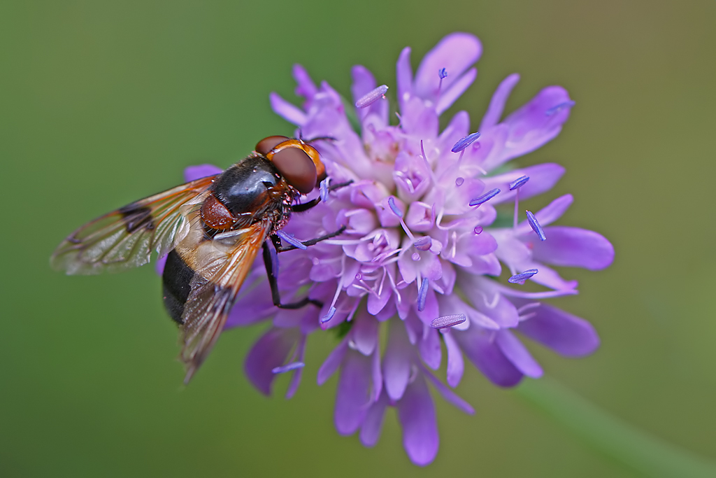 Waldschwebfliege