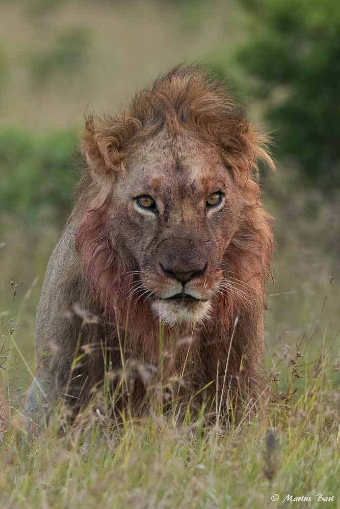 Löwe (panther leon)
