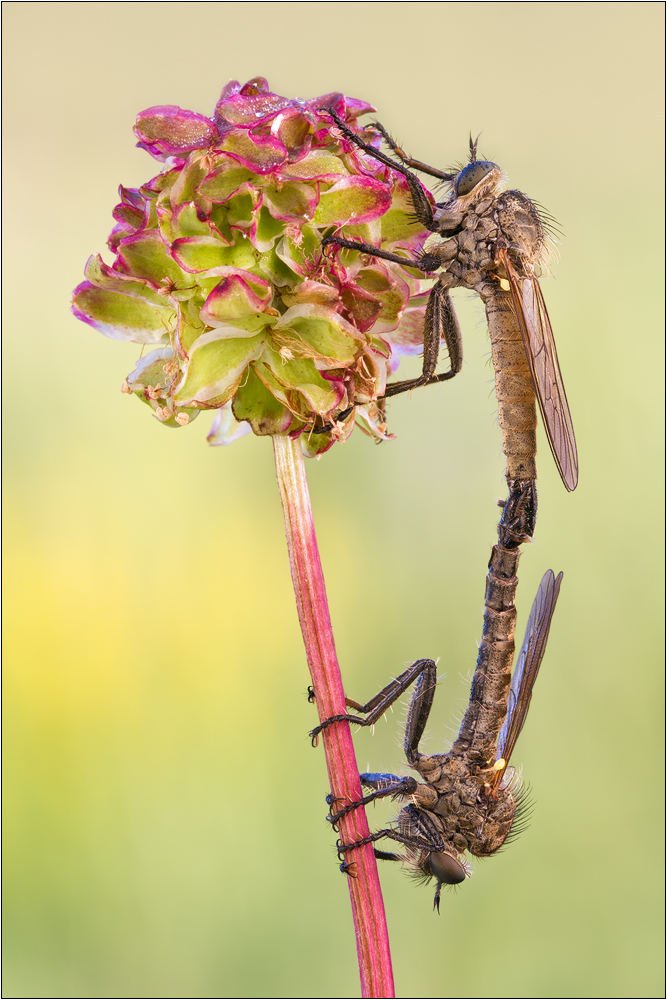 Raubfliegenkopula - Bergraubfliege (Didysmachus picipes)
