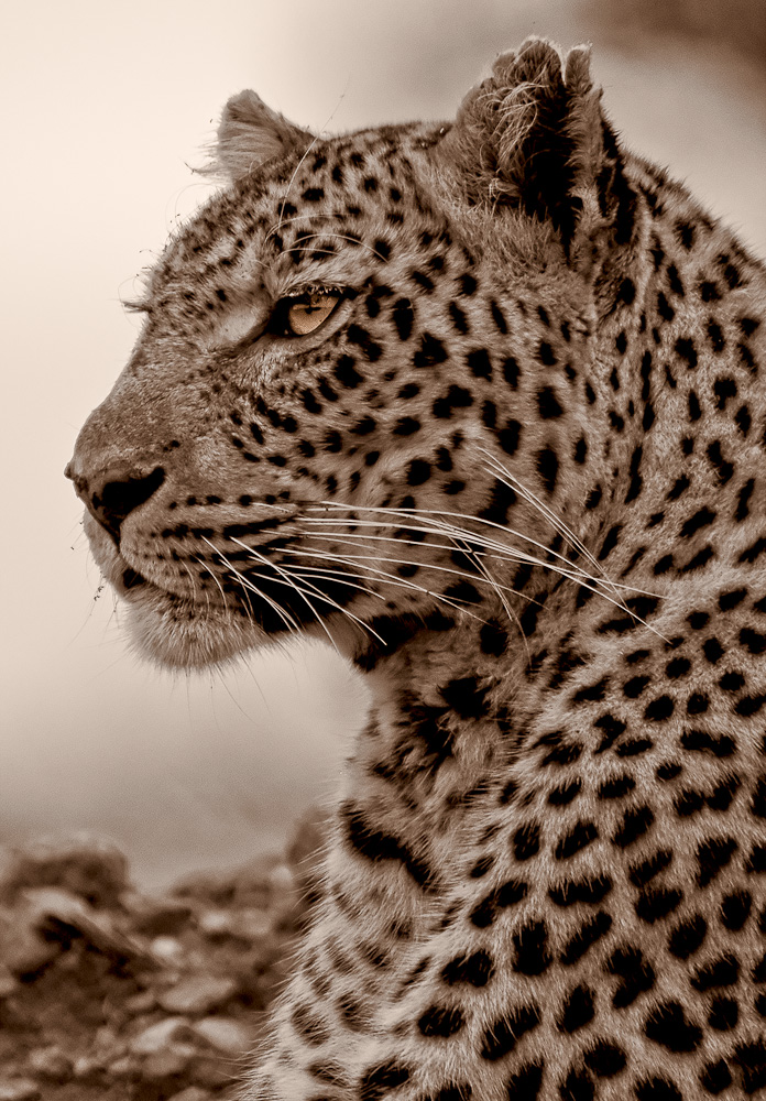 Golden Eye