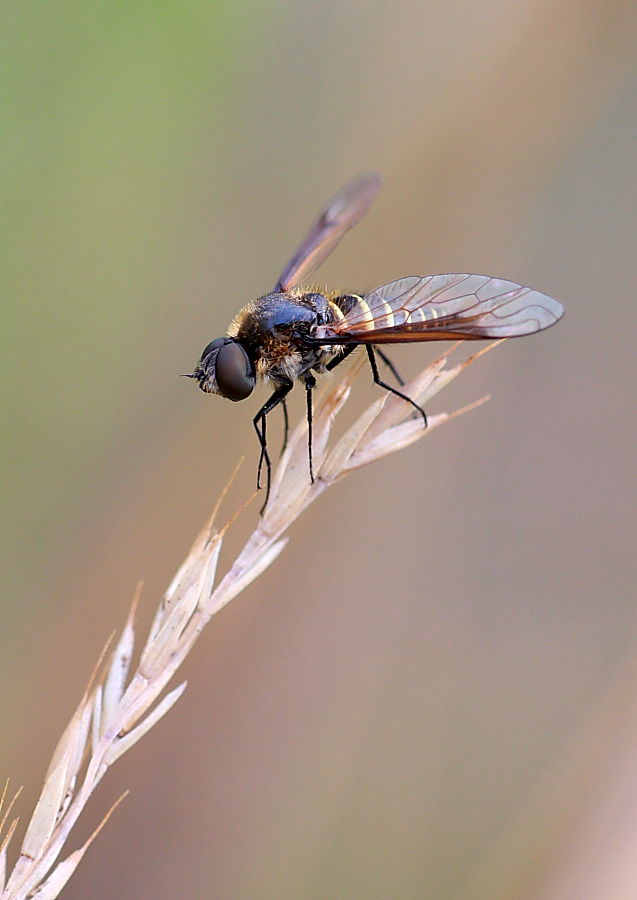 Lomatia sabaea