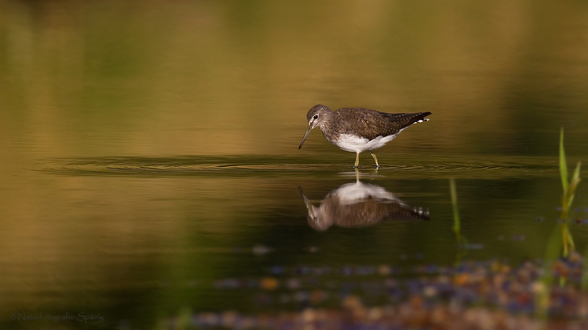 Waldwasserläufer mit Lebensraum