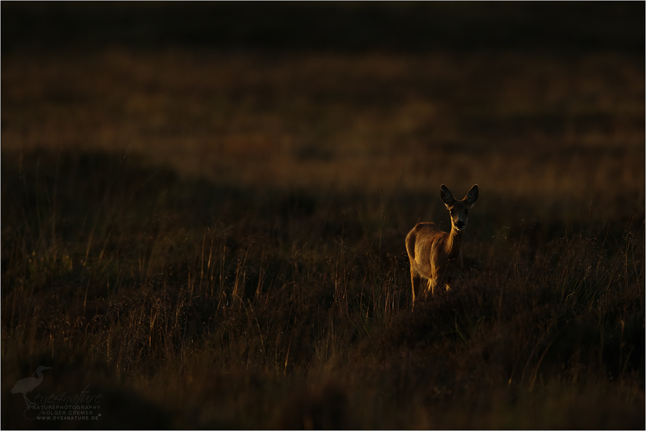 Reh im Abendlicht