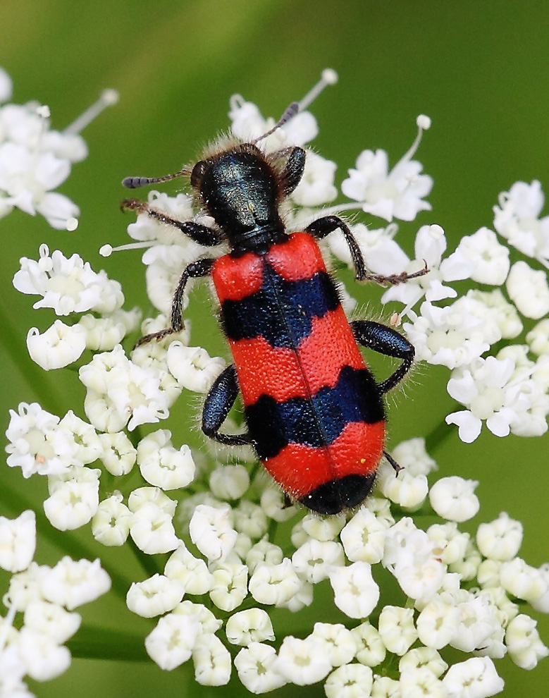 Trichodes apiarius