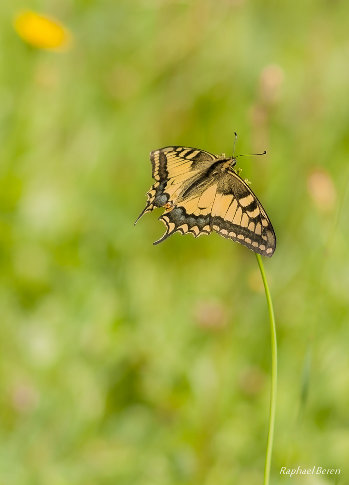 Papilio machaon