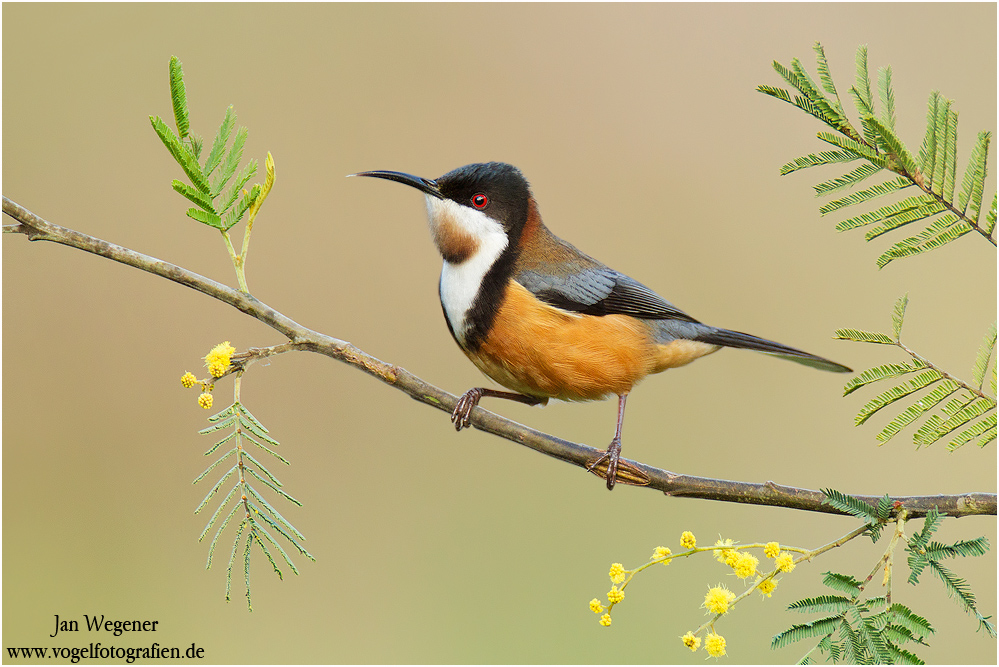 RotnackenHonigfresser (Acanthorhynchus tenuirostris) Eastern Spinebill