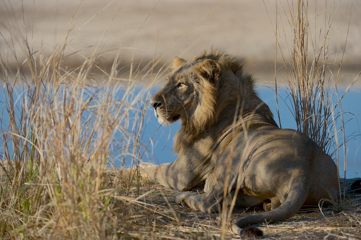 Der König vom Luangwa