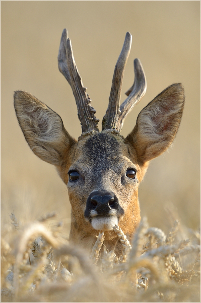 Vorsicht Wild