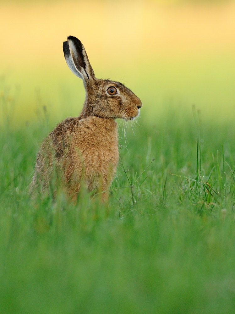 Hare