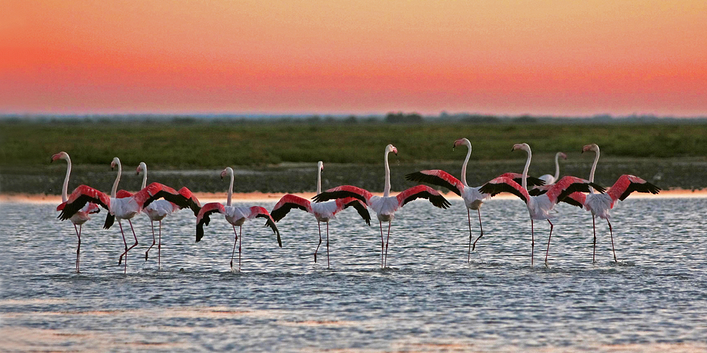 Flamingos III