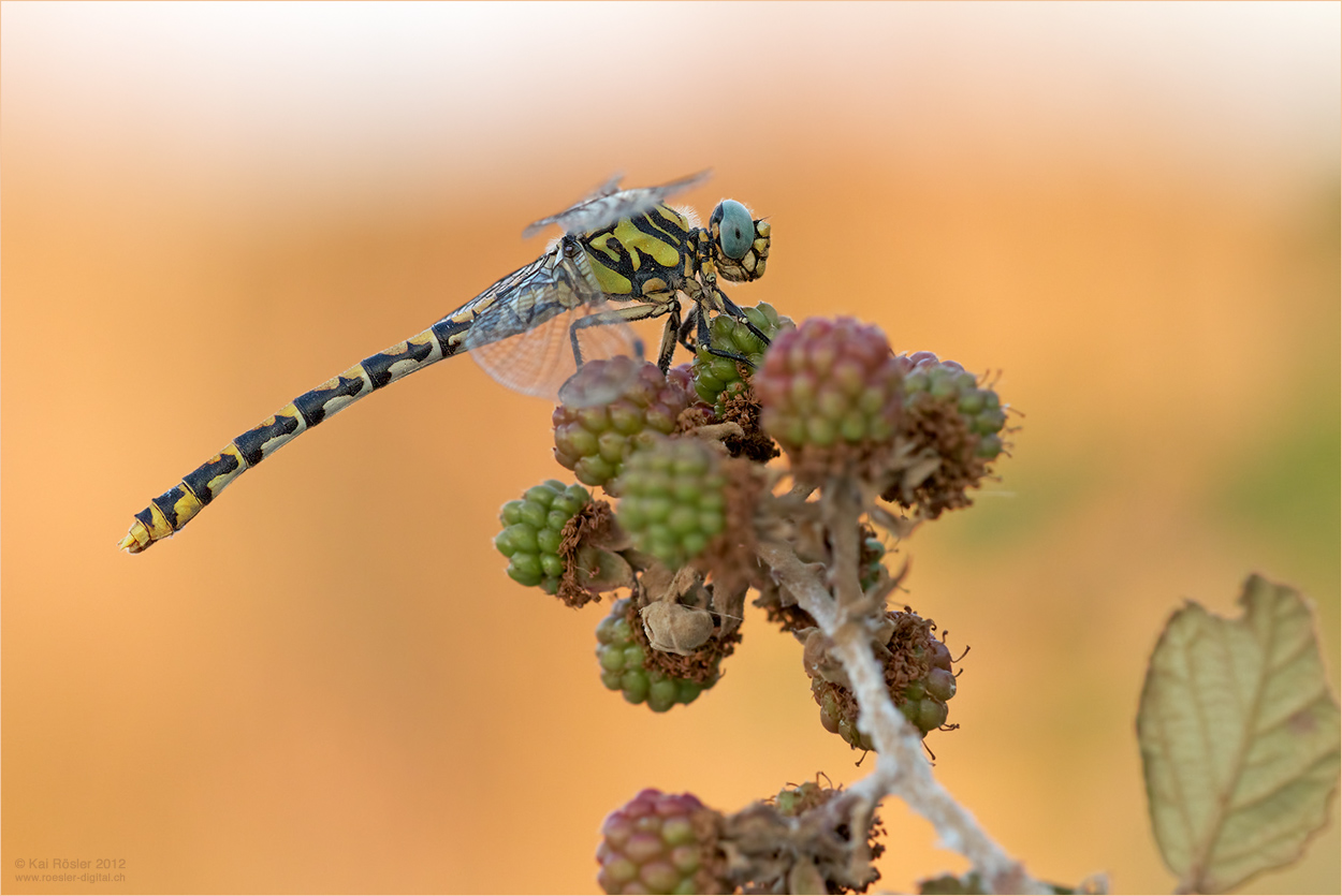 Grosse Zangenlibelle (Weibchen)