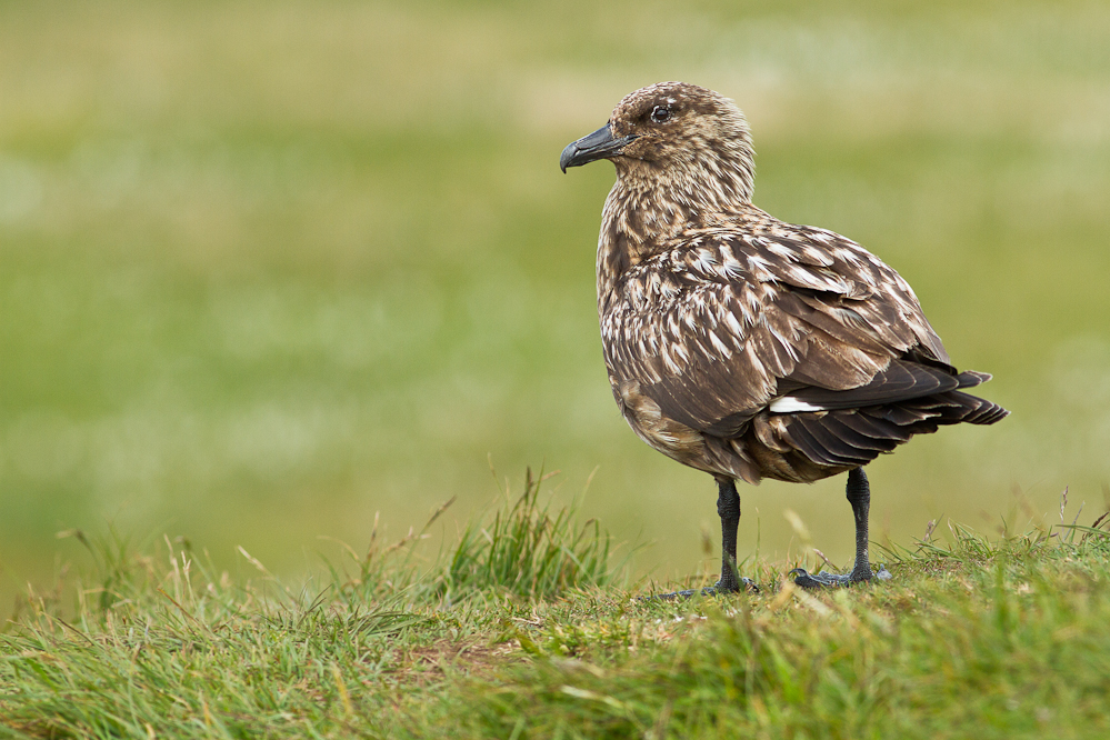 ~Skua~