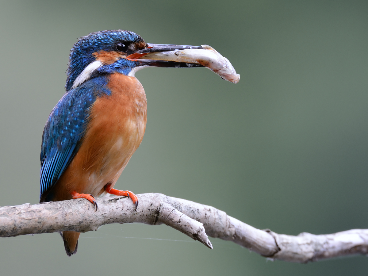 Alcedo atthis male