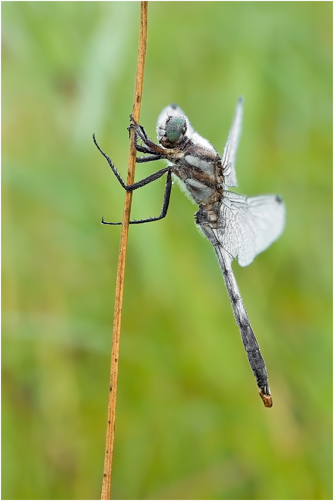 Orthetrum albistylum - Östlicher Blaupfeil - Männchen