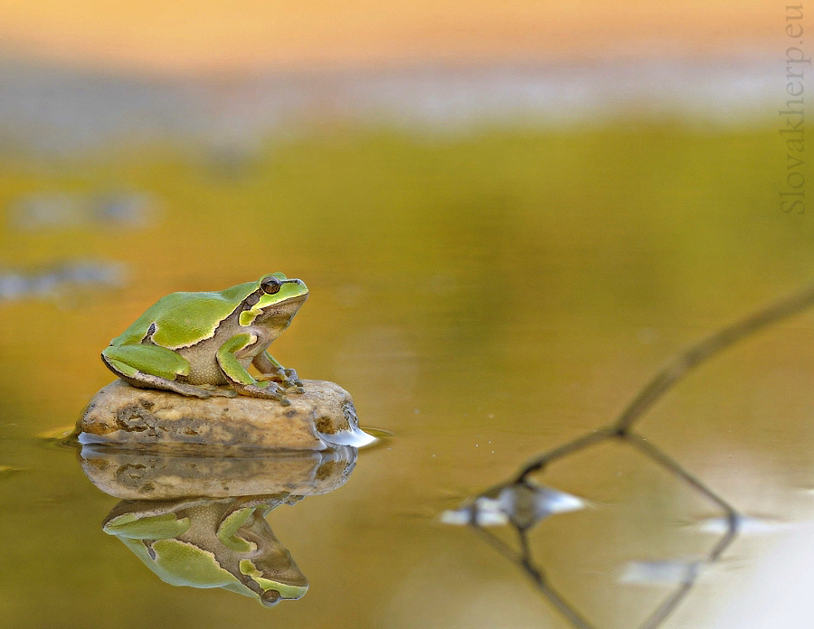 Hyla arborea