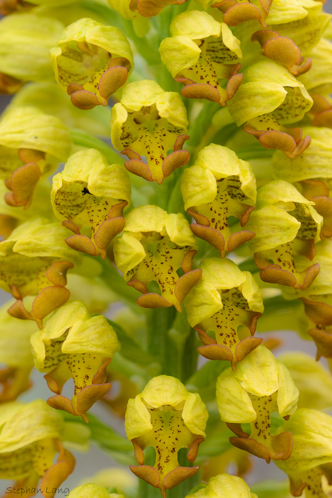 Orchis punctulata