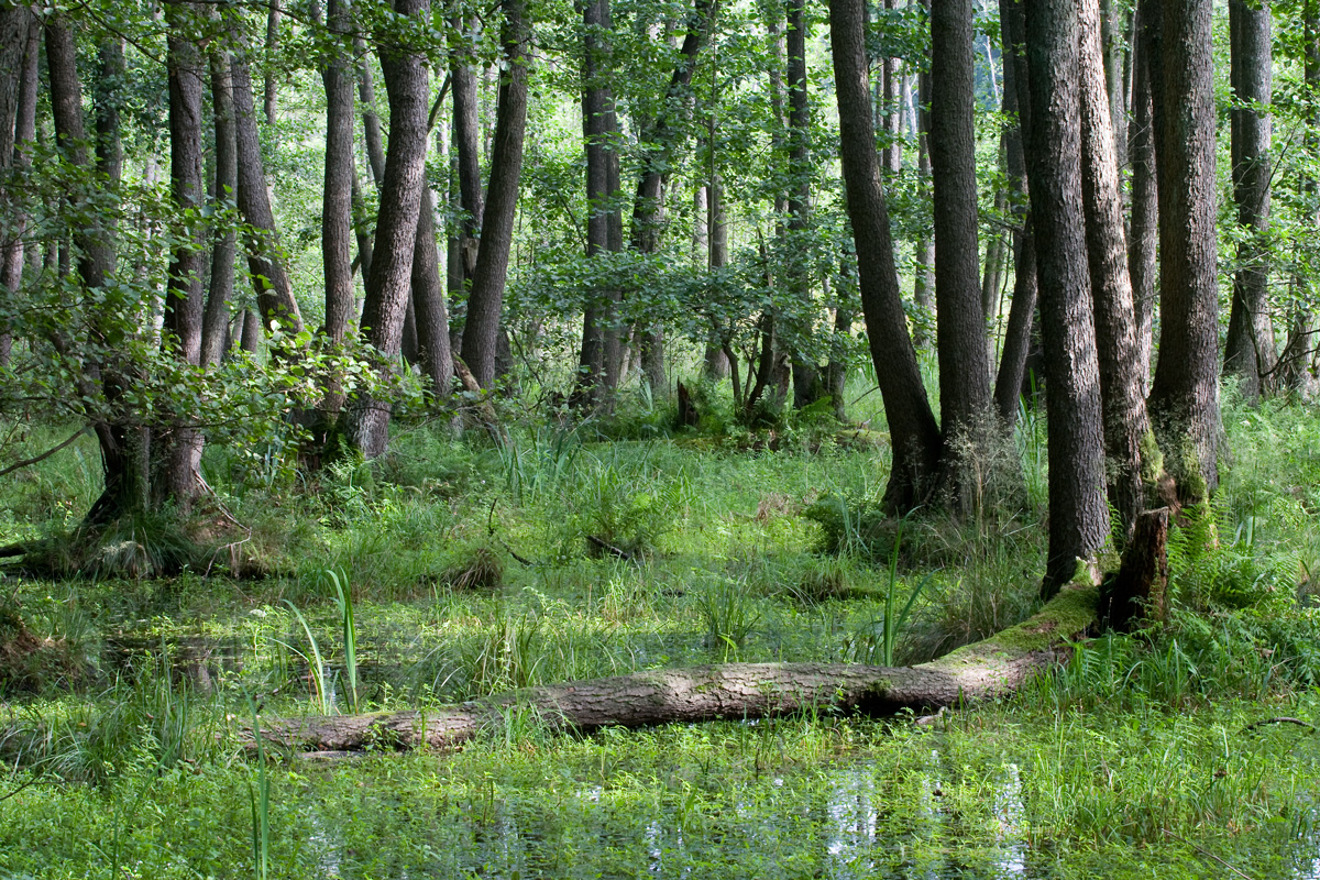 Der Bruchwald...