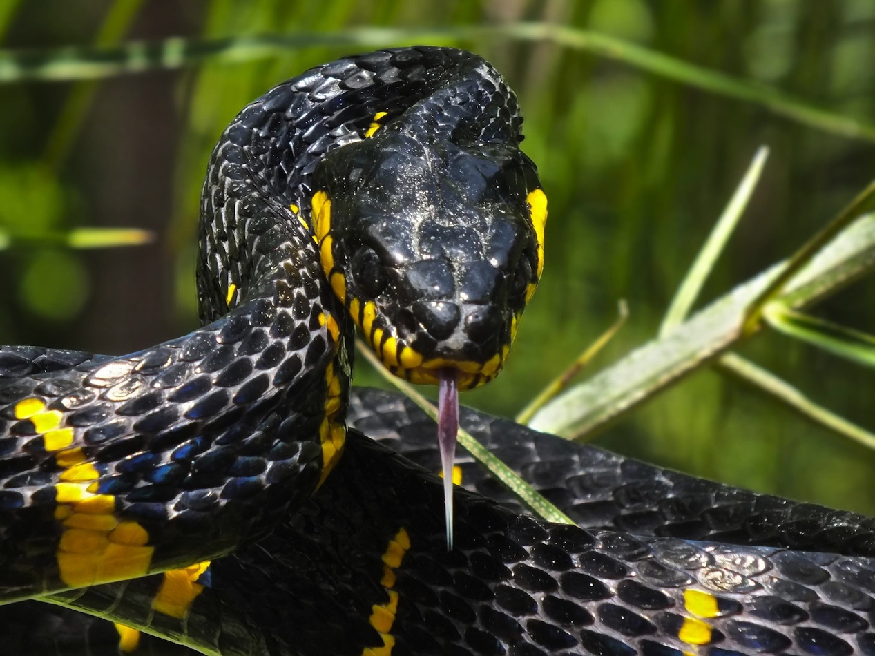 Mangrovennatter