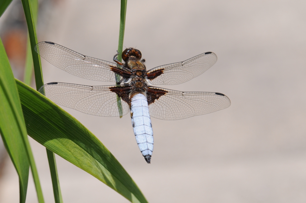 Libelle am Gartenteich