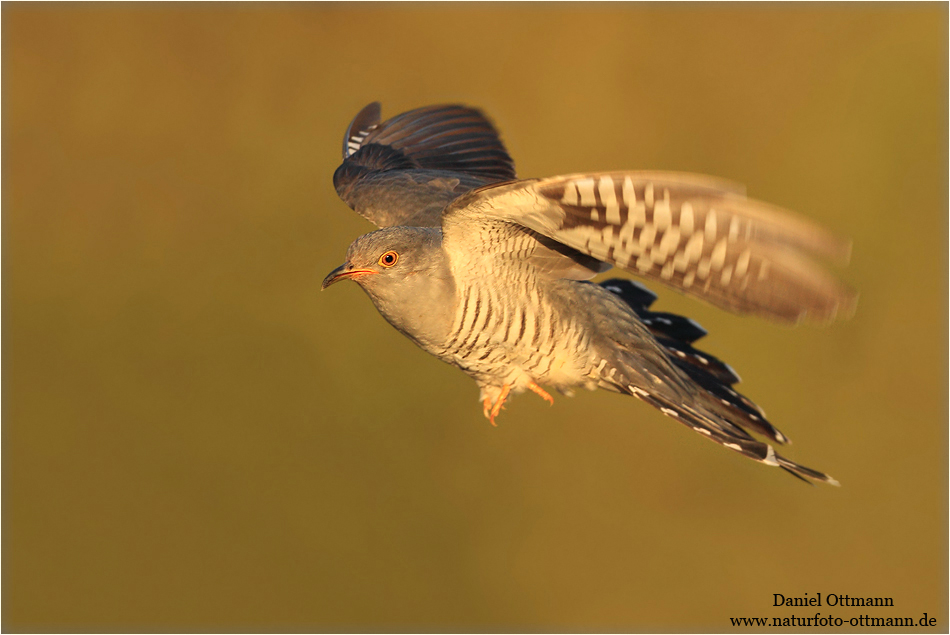 Heimflug