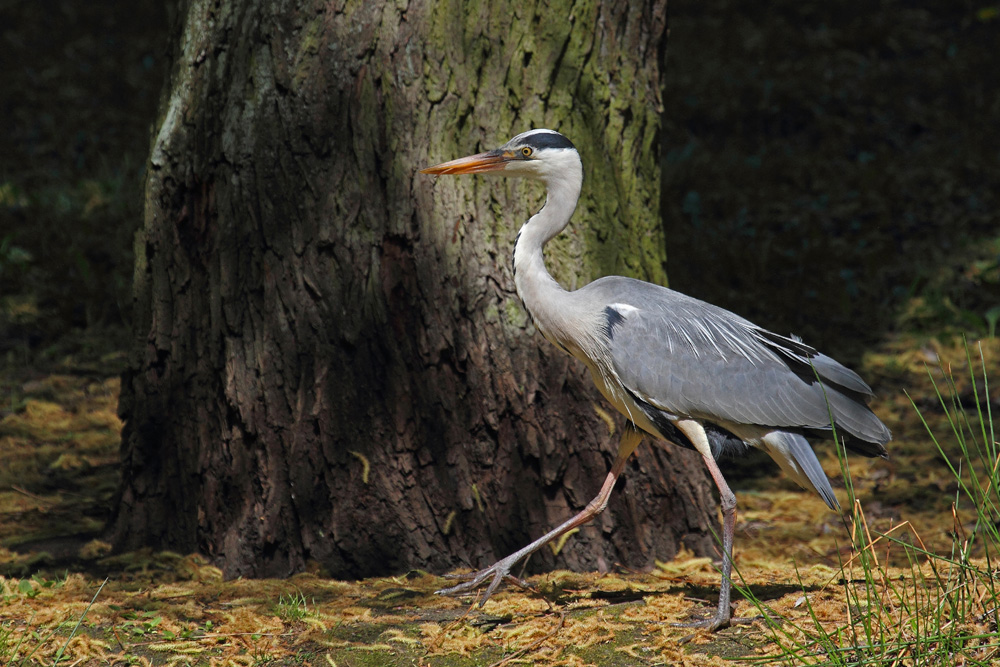 Schreitvogel