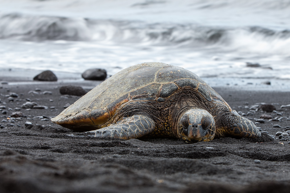 Lava-Turtle