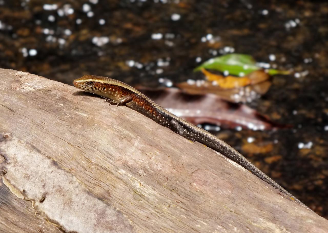 Sking im Regenwald von Langkawi